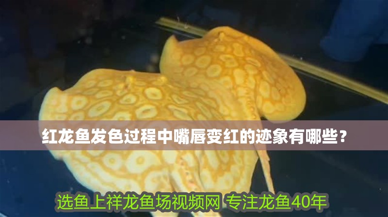 紅龍魚發色過程中嘴唇變紅的跡象有哪些？