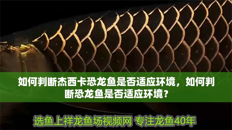 如何判斷杰西卡恐龍魚是否適應環境，如何判斷恐龍魚是否適應環境？