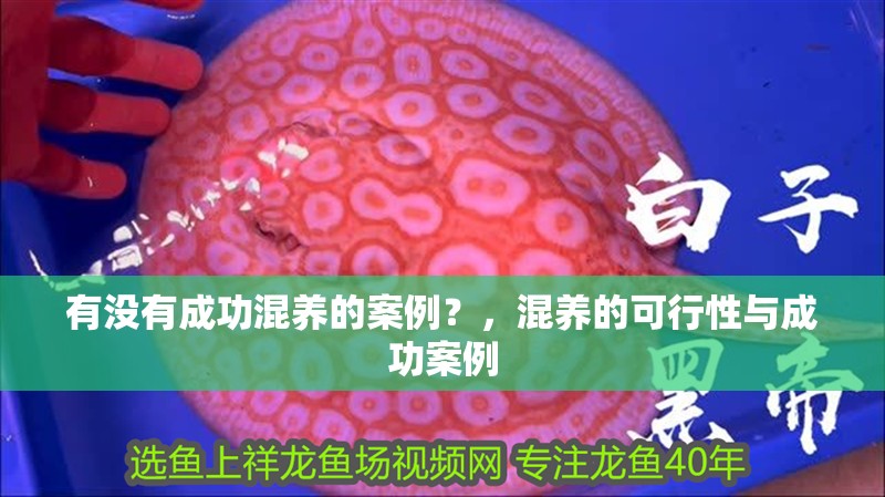 有沒(méi)有成功混養(yǎng)的案例？，混養(yǎng)的可行性與成功案例