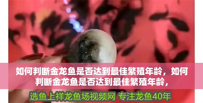 如何判斷金龍魚(yú)是否達(dá)到最佳繁殖年齡，如何判斷金龍魚(yú)是否達(dá)到最佳繁殖年齡，