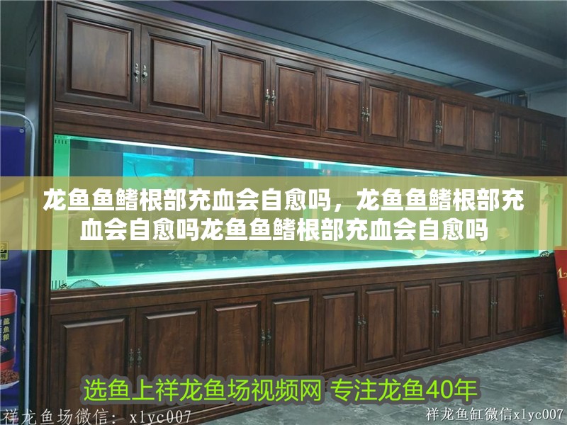 龍魚魚鰭根部充血會(huì)自愈嗎，龍魚魚鰭根部充血會(huì)自愈嗎龍魚魚鰭根部充血會(huì)自愈嗎