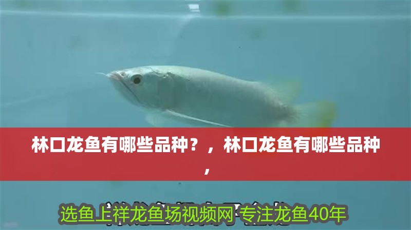 林口龍魚(yú)有哪些品種？，林口龍魚(yú)有哪些品種，