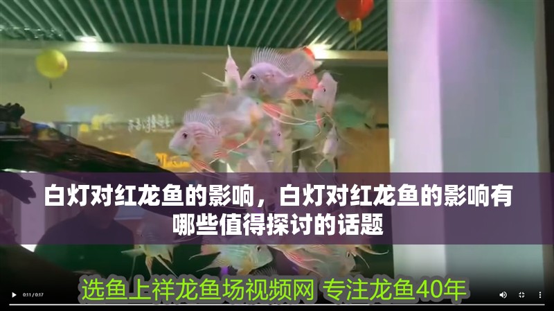白燈對(duì)紅龍魚(yú)的影響，白燈對(duì)紅龍魚(yú)的影響有哪些值得探討的話題