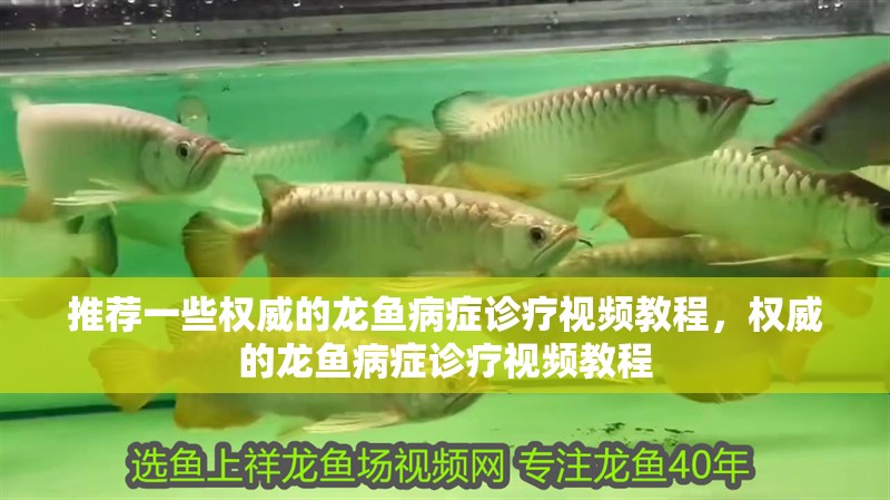 推薦一些權威的龍魚病癥診療視頻教程，權威的龍魚病癥診療視頻教程