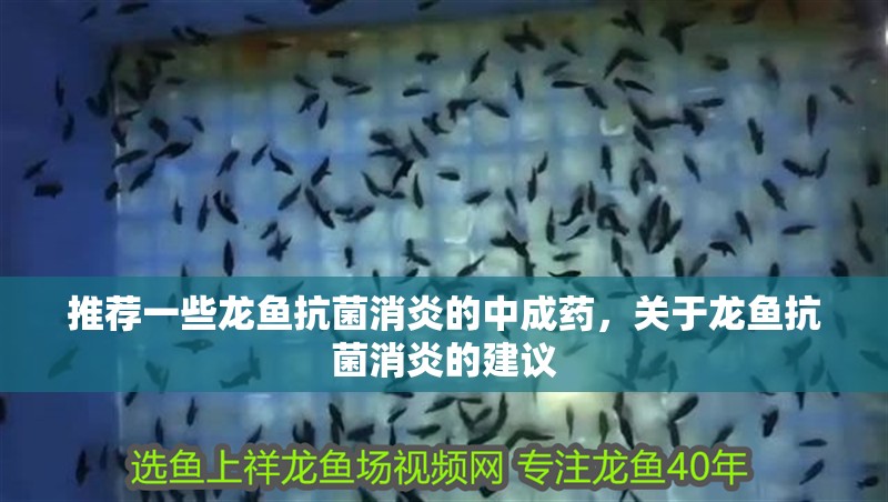 推薦一些龍魚抗菌消炎的中成藥，關(guān)于龍魚抗菌消炎的建議
