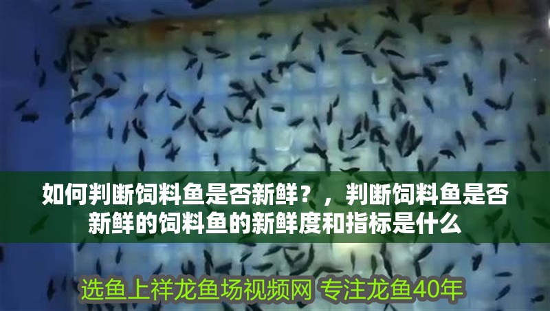 如何判斷飼料魚是否新鮮？，判斷飼料魚是否新鮮的飼料魚的新鮮度和指標是什么