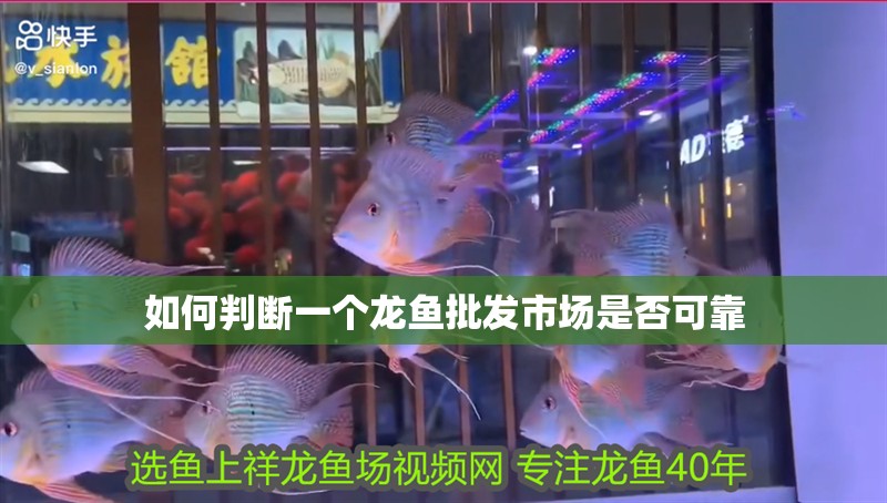 如何判斷一個(gè)龍魚批發(fā)市場是否可靠