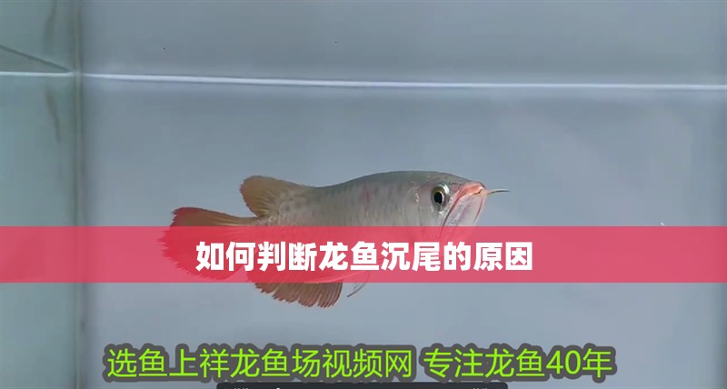 如何判斷龍魚沉尾的原因