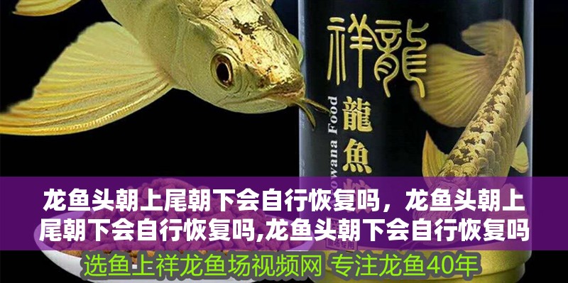 龍魚頭朝上尾朝下會自行恢復嗎，龍魚頭朝上尾朝下會自行恢復嗎,龍魚頭朝下會自行恢復嗎