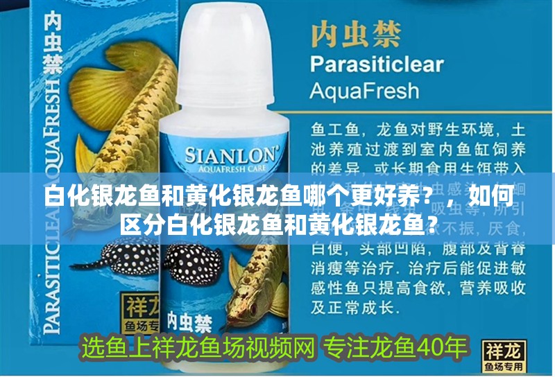 白化銀龍魚和黃化銀龍魚哪個更好養？，如何區分白化銀龍魚和黃化銀龍魚？