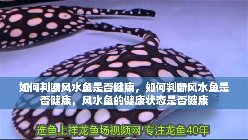如何判斷風水魚是否健康，如何判斷風水魚是否健康，風水魚的健康狀態是否健康