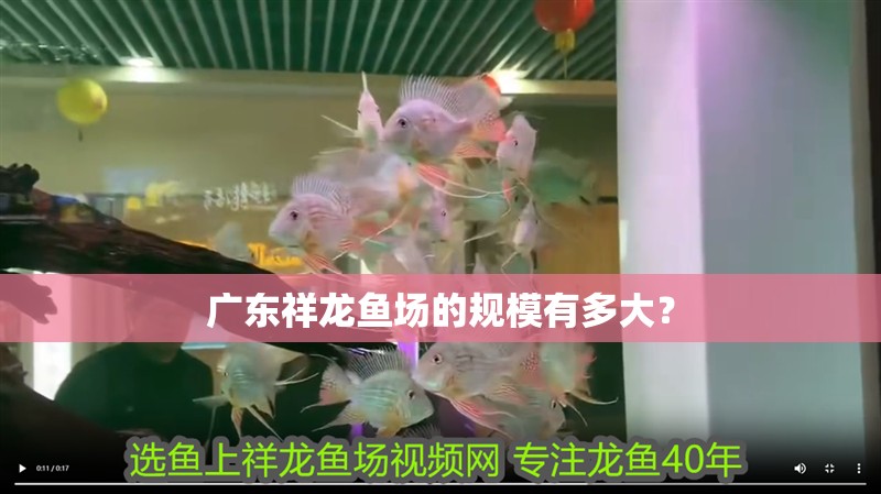 廣東祥龍魚場的規模有多大？