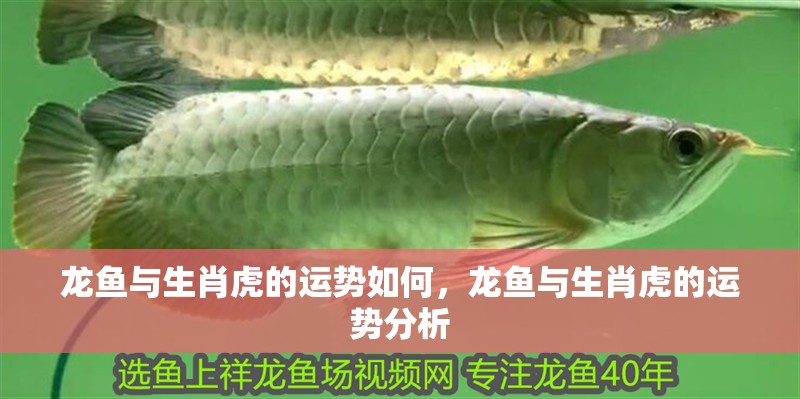 龍魚與生肖虎的運勢如何，龍魚與生肖虎的運勢分析