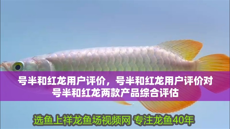 號半和紅龍用戶評價(jià)，號半和紅龍用戶評價(jià)對號半和紅龍兩款產(chǎn)品綜合評估