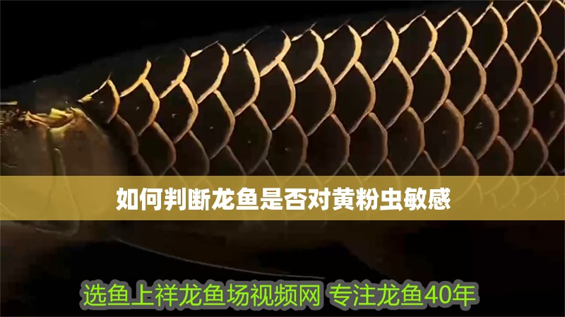 如何判斷龍魚是否對黃粉蟲敏感