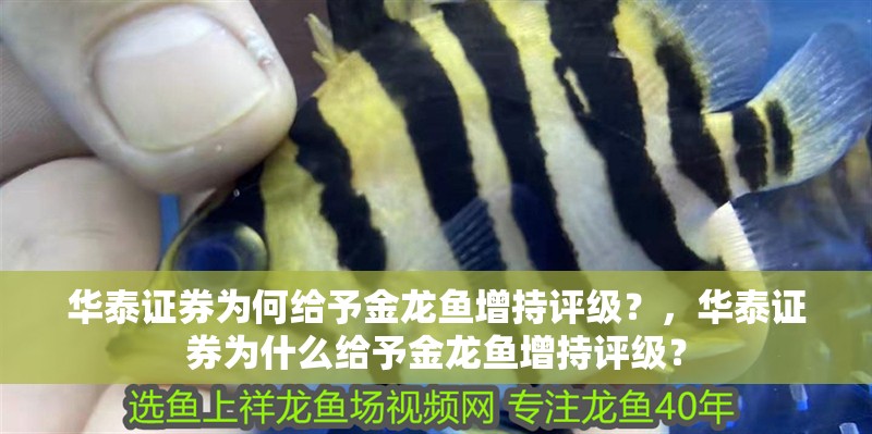 華泰證券為何給予金龍魚(yú)增持評(píng)級(jí)？，華泰證券為什么給予金龍魚(yú)增持評(píng)級(jí)？