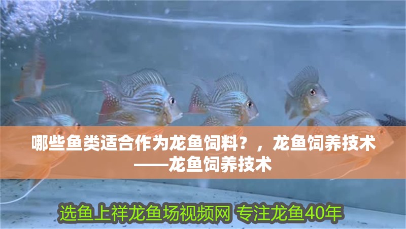 哪些魚(yú)類(lèi)適合作為龍魚(yú)飼料？，龍魚(yú)飼養(yǎng)技術(shù)——龍魚(yú)飼養(yǎng)技術(shù)
