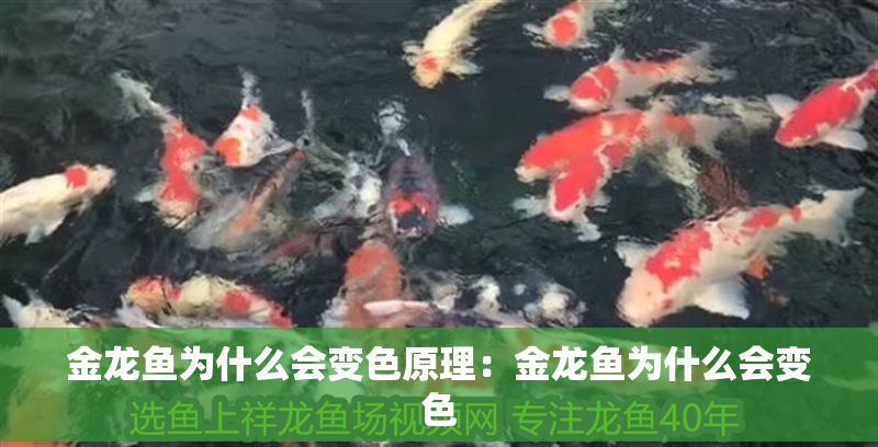 金龍魚為什么會(huì)變色原理：金龍魚為什么會(huì)變色
