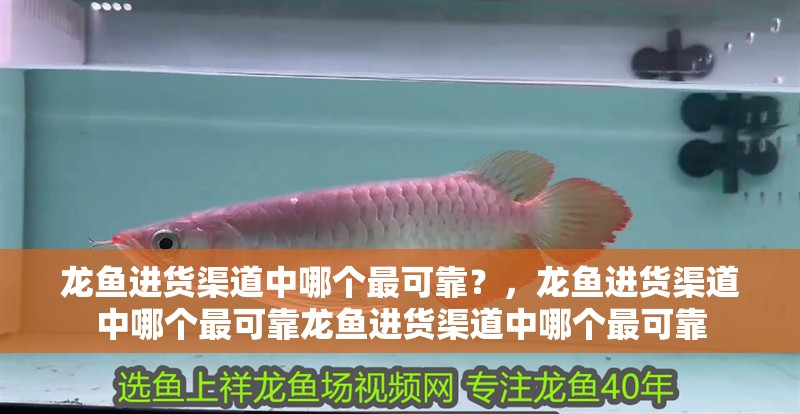 龍魚進貨渠道中哪個最可靠？，龍魚進貨渠道中哪個最可靠龍魚進貨渠道中哪個最可靠