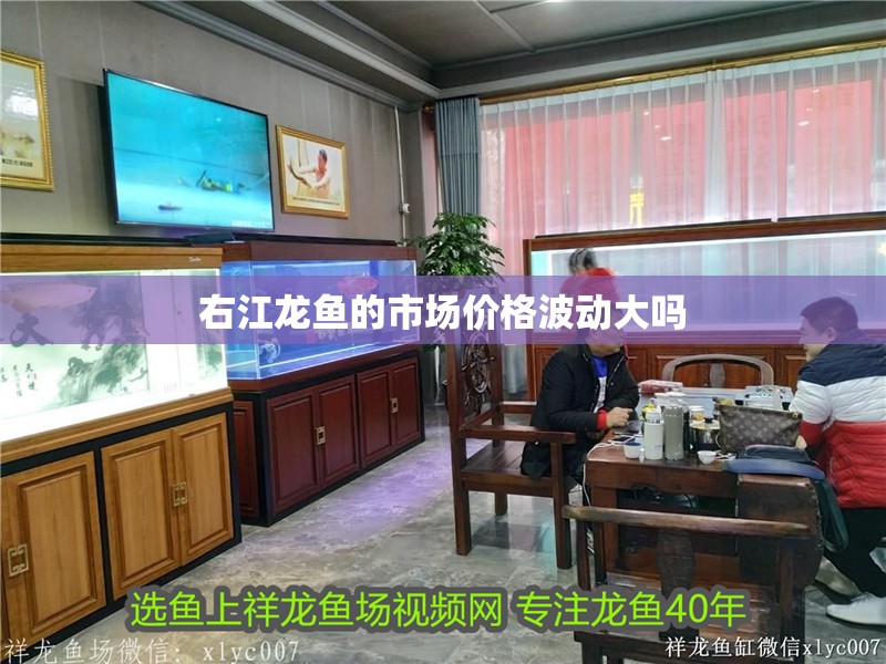 右江龍魚的市場價格波動大嗎