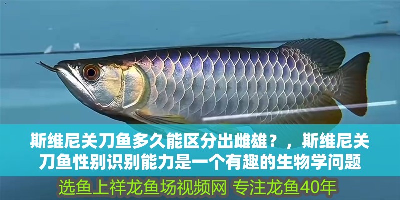 斯維尼關(guān)刀魚多久能區(qū)分出雌雄？，斯維尼關(guān)刀魚性別識別能力是一個有趣的生物學(xué)問題