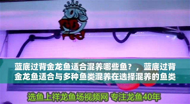 藍底過背金龍魚適合混養哪些魚？，藍底過背金龍魚適合與多種魚類混養在選擇混養的魚類