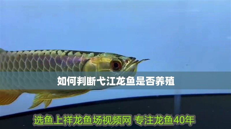 如何判斷弋江龍魚是否養殖