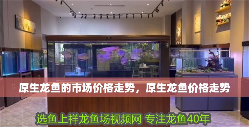 原生龍魚的市場價格走勢，原生龍魚價格走勢