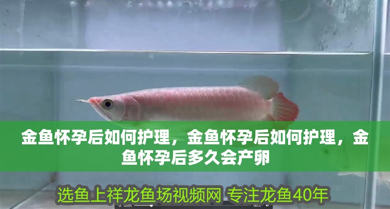金魚懷孕后如何護(hù)理，金魚懷孕后如何護(hù)理，金魚懷孕后多久會產(chǎn)卵