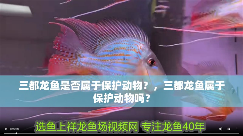 三都龍魚是否屬于保護動物？，三都龍魚屬于保護動物嗎？