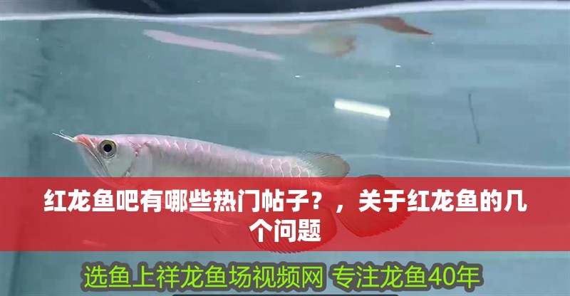 紅龍魚吧有哪些熱門帖子？，關于紅龍魚的幾個問題