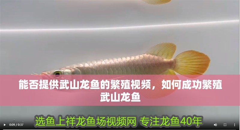 能否提供武山龍魚的繁殖視頻，如何成功繁殖武山龍魚
