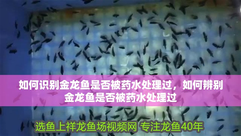 如何識別金龍魚是否被藥水處理過，如何辨別金龍魚是否被藥水處理過