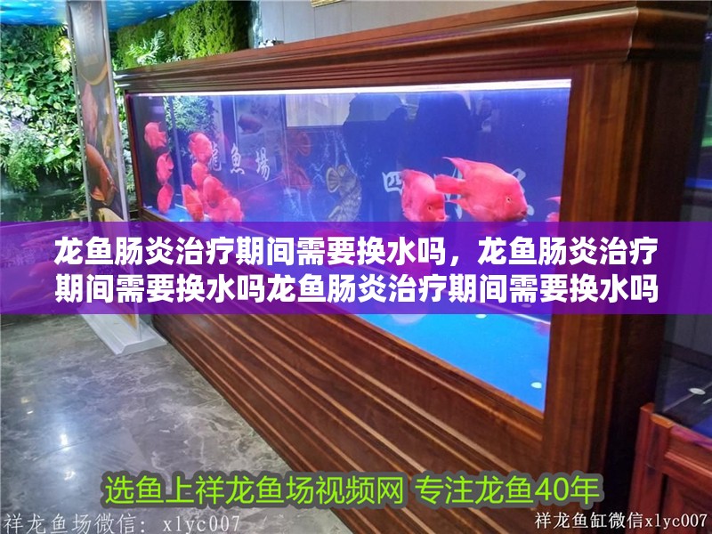 龍魚腸炎治療期間需要換水嗎，龍魚腸炎治療期間需要換水嗎龍魚腸炎治療期間需要換水嗎