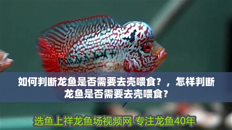 如何判斷龍魚是否需要去殼喂食？，怎樣判斷龍魚是否需要去殼喂食？