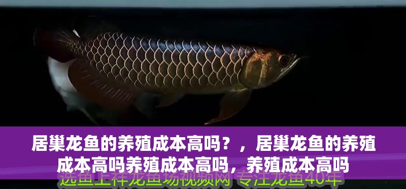 居巢龍魚的養殖成本高嗎？，居巢龍魚的養殖成本高嗎養殖成本高嗎，養殖成本高嗎