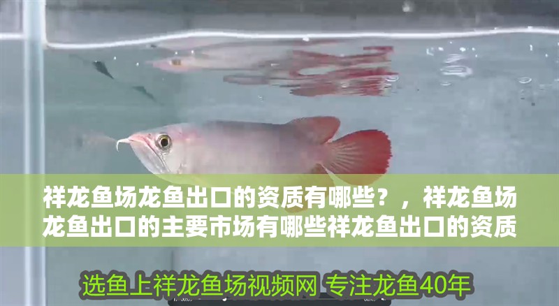 祥龍魚場龍魚出口的資質有哪些？，祥龍魚場龍魚出口的主要市場有哪些祥龍魚出口的資質