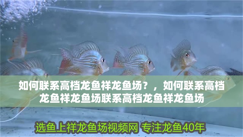 如何聯(lián)系高檔龍魚(yú)祥龍魚(yú)場(chǎng)？，如何聯(lián)系高檔龍魚(yú)祥龍魚(yú)場(chǎng)聯(lián)系高檔龍魚(yú)祥龍魚(yú)場(chǎng)