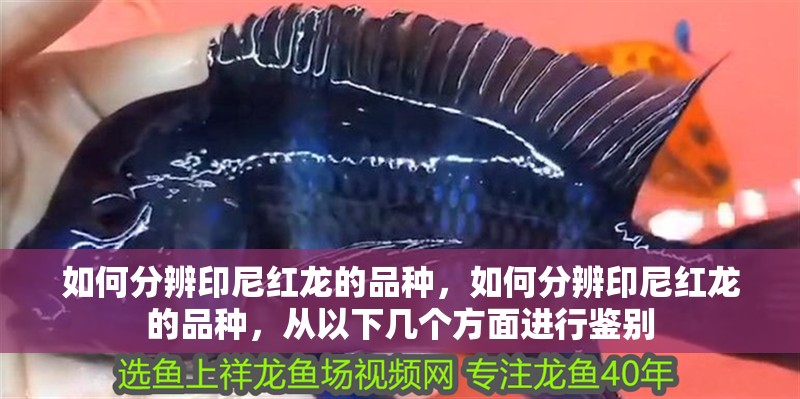 如何分辨印尼紅龍的品種，如何分辨印尼紅龍的品種，從以下幾個方面進行鑒別