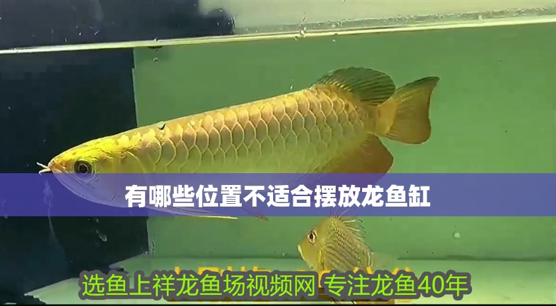 有哪些位置不適合擺放龍魚(yú)缸