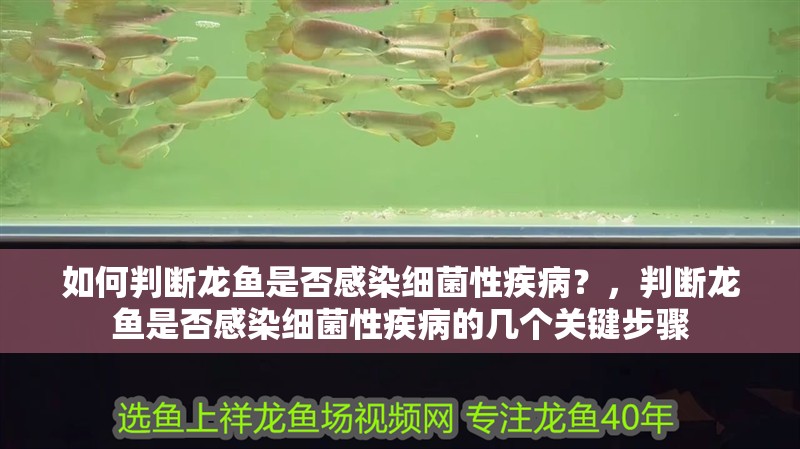 如何判斷龍魚是否感染細菌性疾病？，判斷龍魚是否感染細菌性疾病的幾個關鍵步驟