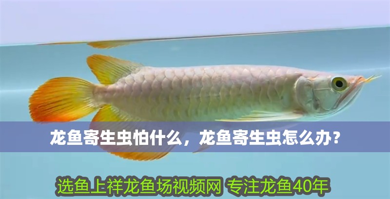 龍魚寄生蟲怕什么，龍魚寄生蟲怎么辦？