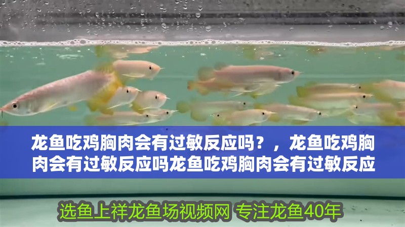 龍魚吃雞胸肉會有過敏反應嗎？，龍魚吃雞胸肉會有過敏反應嗎龍魚吃雞胸肉會有過敏反應嗎