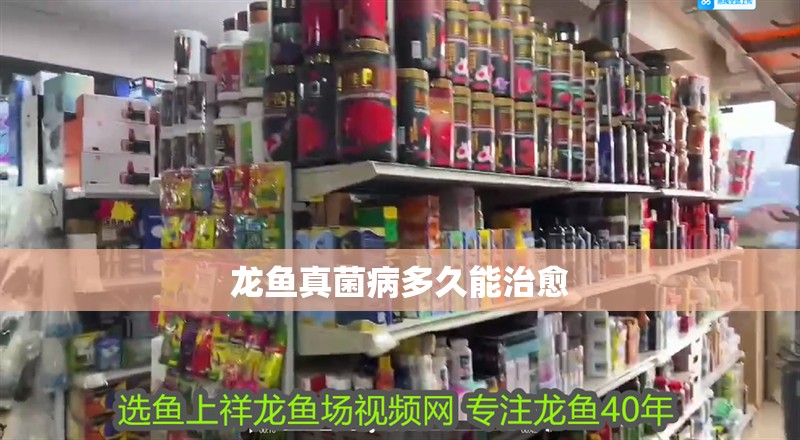 龍魚真菌病多久能治愈