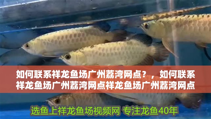 如何聯系祥龍魚場廣州荔灣網點？，如何聯系祥龍魚場廣州荔灣網點祥龍魚場廣州荔灣網點