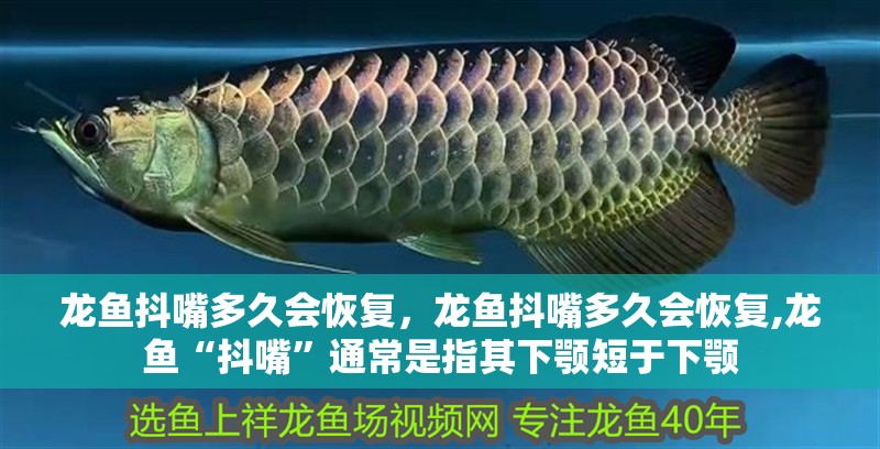 龍魚抖嘴多久會恢復(fù)，龍魚抖嘴多久會恢復(fù),龍魚“抖嘴”通常是指其下顎短于下顎