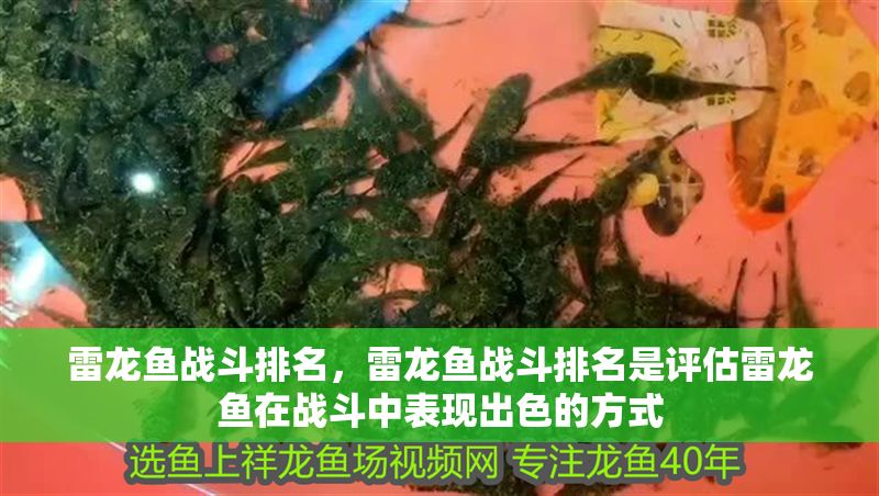 雷龍魚戰斗排名，雷龍魚戰斗排名是評估雷龍魚在戰斗中表現出色的方式