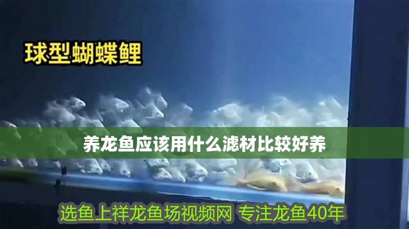 養龍魚應該用什么濾材比較好養
