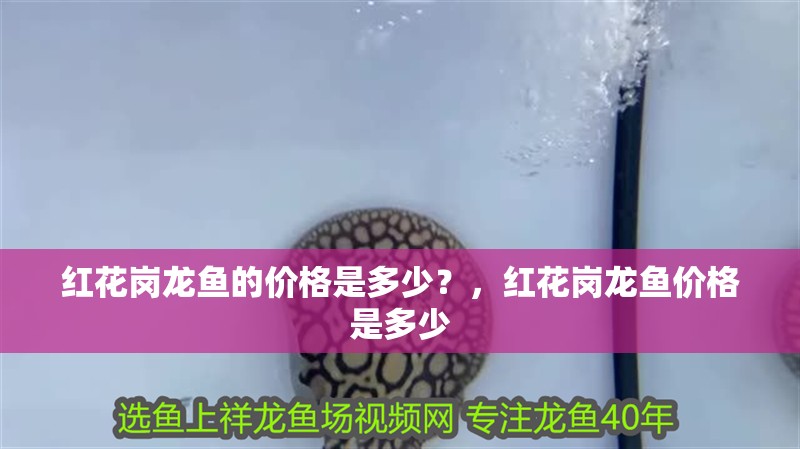 紅花崗龍魚的價格是多少？，紅花崗龍魚價格是多少