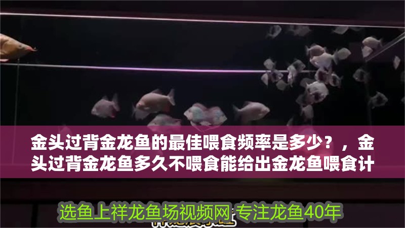 金頭過背金龍魚的最佳喂食頻率是多少？，金頭過背金龍魚多久不喂食能給出金龍魚喂食計劃表嗎